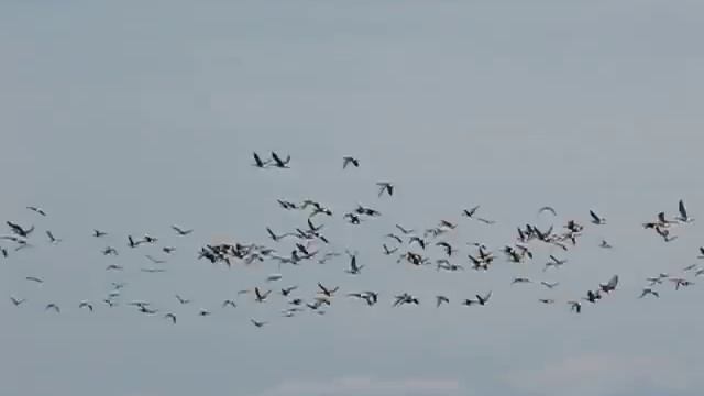 Миграция гусей