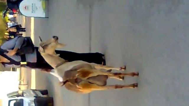 Приднепровск.Базар.КОЗА))))Смотреть всем)))Юлия Грац* смотреть онлайн