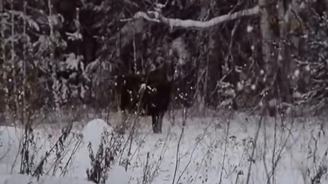 лось на бакряжской дороге смотреть онлайн