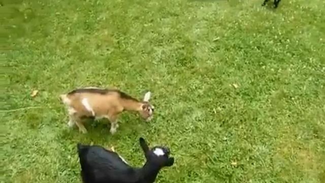 Бешеный козленок смотреть онлайн