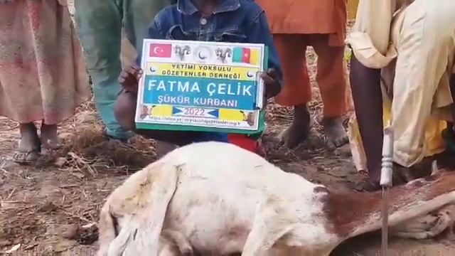 Afrika Kamerun bölgesinde Şükür kurbanı kesip yetim yoksul ailelere dağıtıldı Ekim 2022 смотреть онлайн