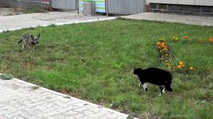 Драка Кота и Собаки