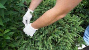 Прищипывание ели  Создаем нужную форму