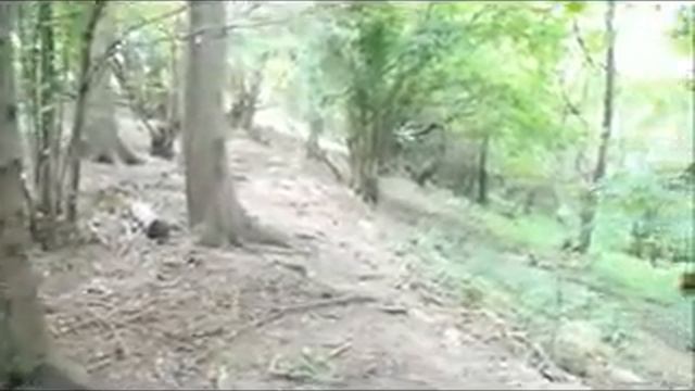 Карпатский бурый медведь.avi смотреть онлайн