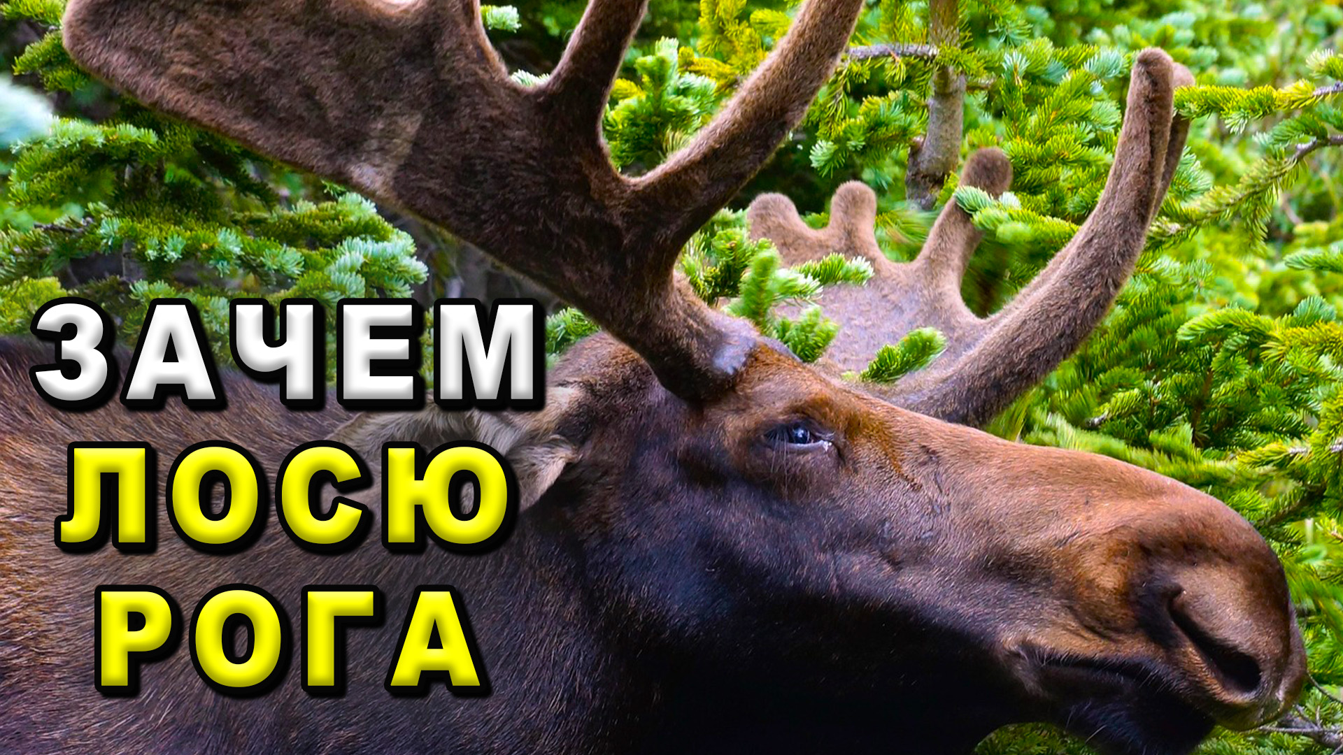 Зачем лосю рога смотреть онлайн