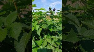 Прайм Арк Фридом