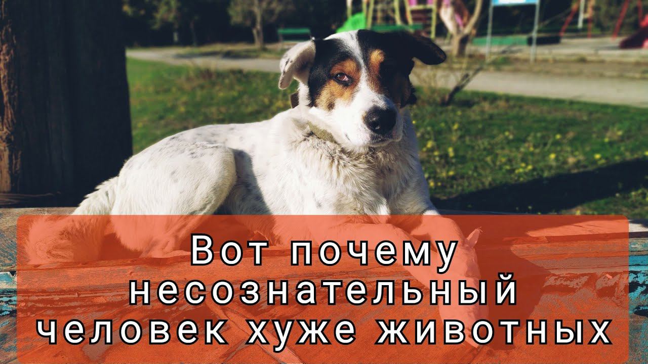 На меня "наехал" БОМЖ - можно ли его назвать человеком? смотреть онлайн