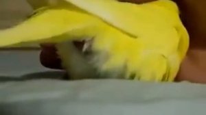 Роды у  попугая.