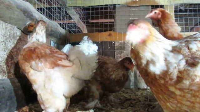 Брама голубое золото Blue Gold Splash Partridge Дарьин двор