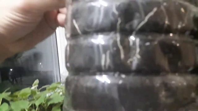 ПАВЛОВНИЯ ВОЙЛОЧНАЯ. в доманих условиях хорошо себя чувствует. смотреть онлайн