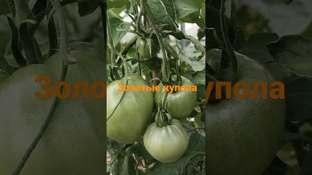 сорт Золотые купола- вкусный, сочный, десертный смотреть онлайн