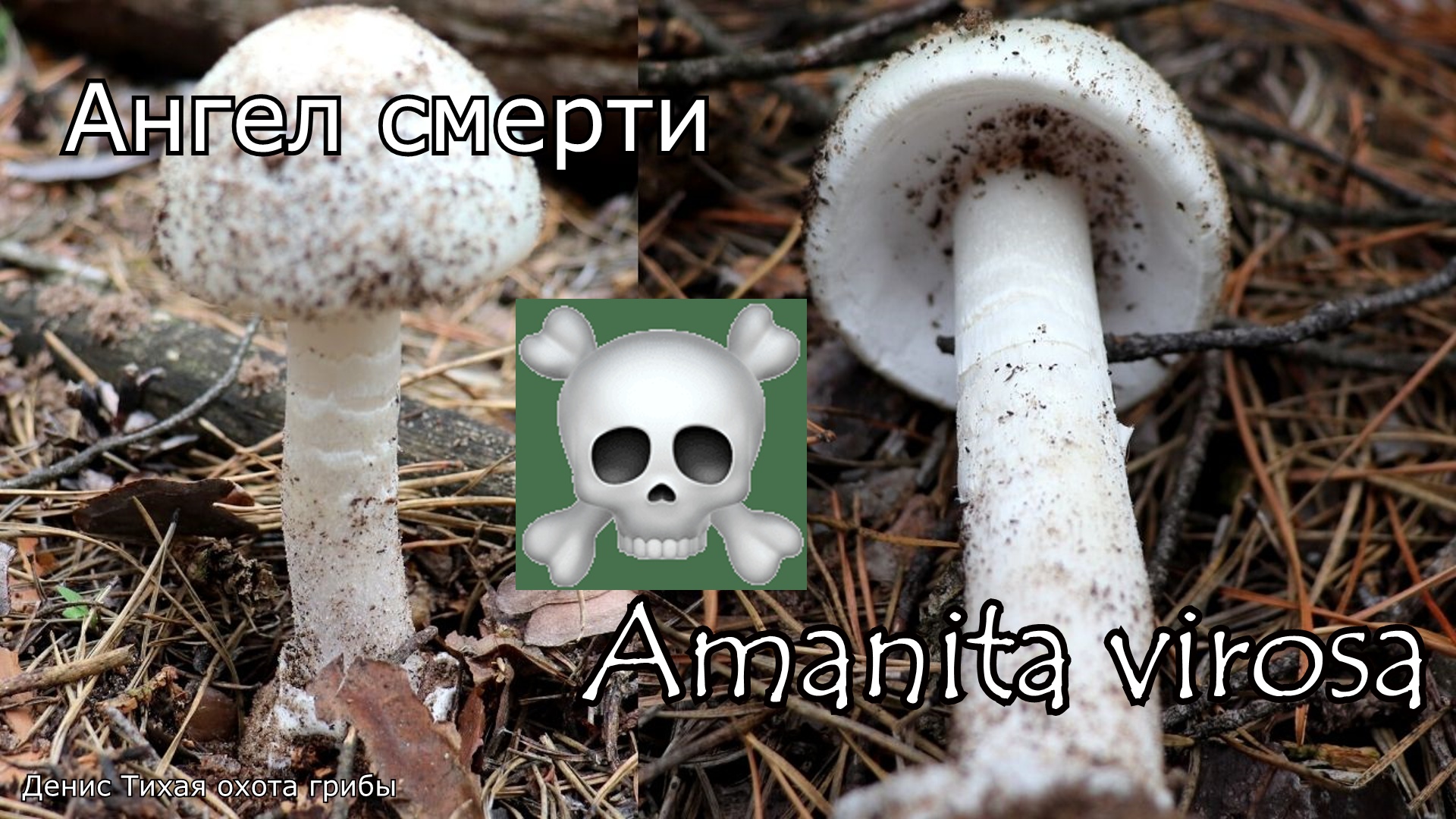 Белая поганка или Мухомор вонючий | Amanita virosa смотреть онлайн