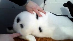 Кролик породы «Немецкий пестрый великан (Строкач)»