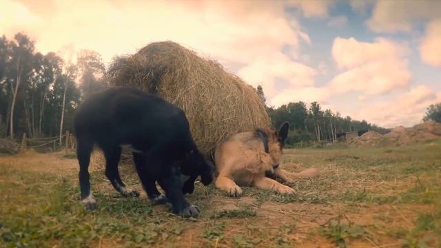 4 Fatores que abalam a imunidade do cachorro e 5 Alimentos que смотреть онлайн