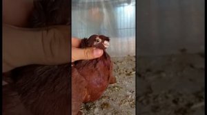 Узбекские двухчубые голуби.