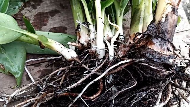 Как размножить банан (первый способ) смотреть онлайн