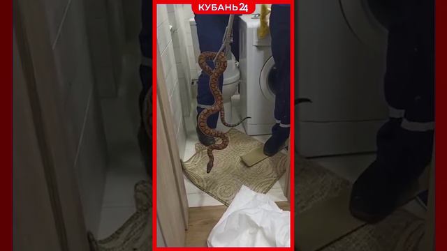 змея рамка смотреть онлайн