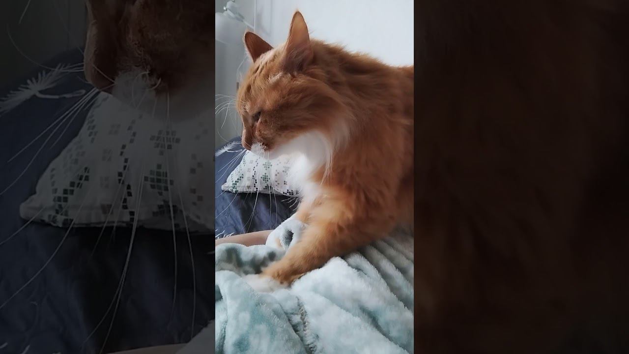 К мамке передом, к папке задом #shorts смотреть онлайн