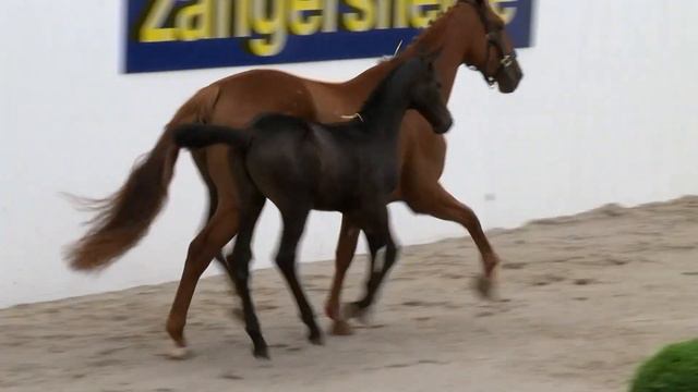 Cornet Effect JT Z (ET) смотреть онлайн