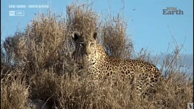 Wild Earth ~ The Duke Tingana and the youngster Maribye~ 7. 25. 21 смотреть онлайн
