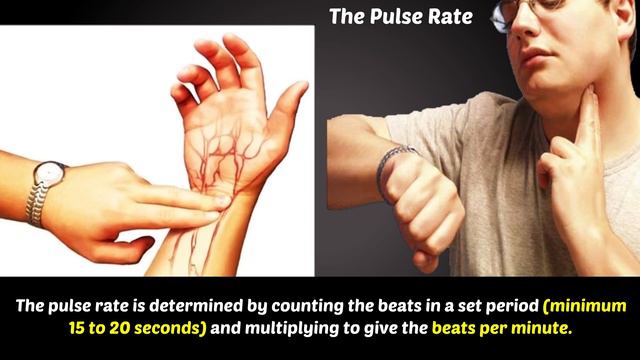 What is Pulse Rate? | Pulse Rate Normal Range Chart смотреть онлайн