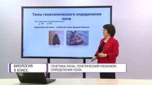 Биология. 9 класс. Генетика пола. Генетический механизм определения пола /19.02.2021/