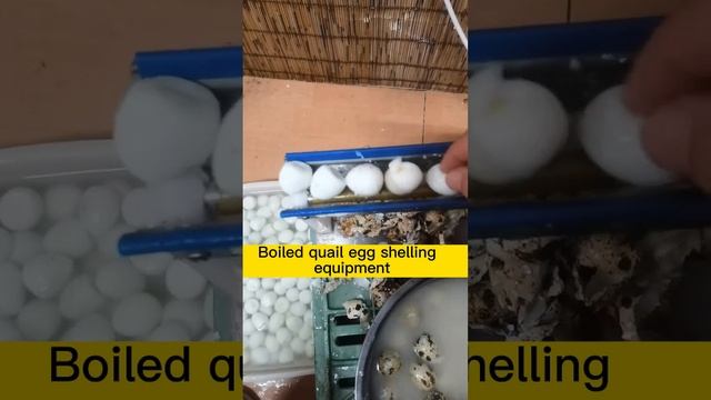Improve Your Quail Egg Production Line with Our Fast Peeling Machinery смотреть онлайн