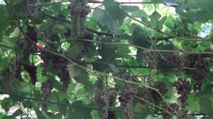 Виноград Эйнсет сидлис