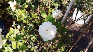 Bolero rose (Floribunda Rose)