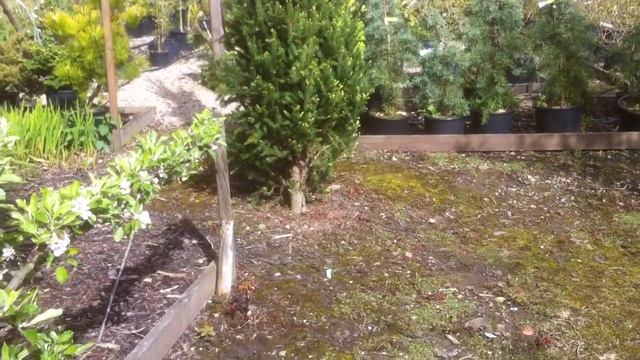 Picea Abies Fastigiata.MOV