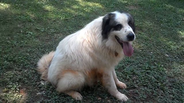 Addicus Tornjak смотреть онлайн