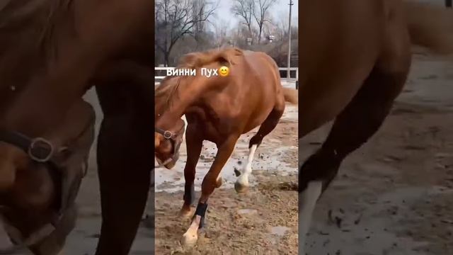 Винни Пух от Керлина смотреть онлайн