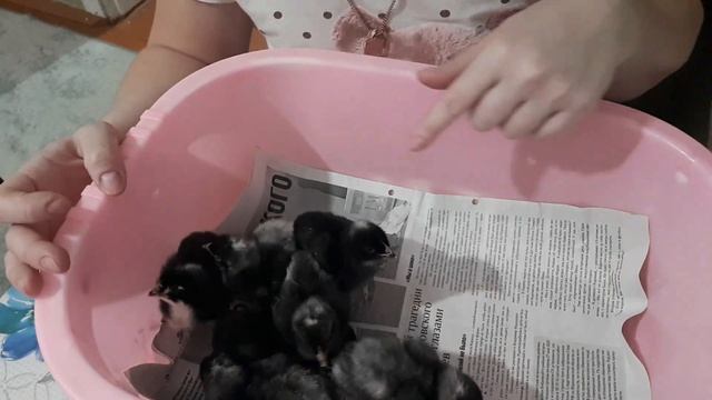 #КАК ОПРЕДЕЛИТЬ ПОЛ ЦЫПЛЁНКА#САМАЯ ЛУЧШАЯ ПОРОДА КУРЕЙ# смотреть онлайн