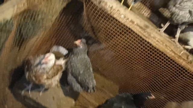 Лечим кур народными средствами. Лук ? - от семи недуг ?