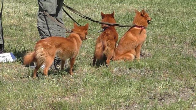 Выставка охотничьих собак. 2019