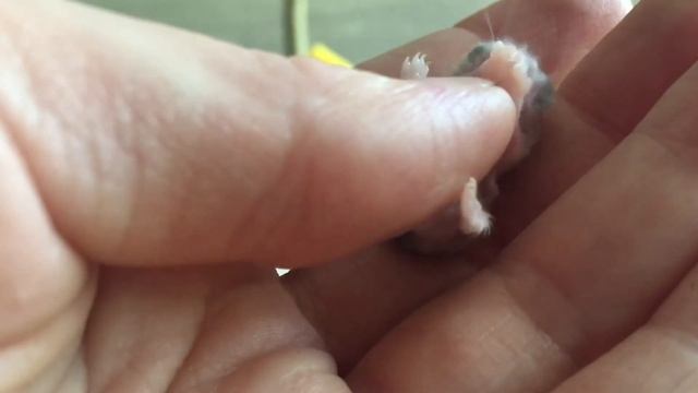 Искусственное вскармливание хомячат смотреть онлайн