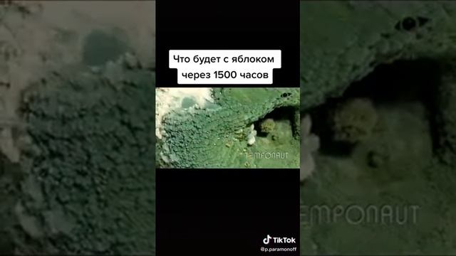 Гниение яблока?? смотреть онлайн