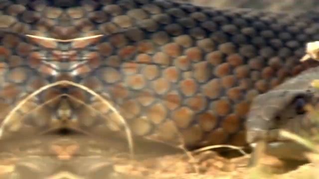 СЕРВАЛ — длинноногий кот   укротитель ЗМЕЙ! Интересные факты о сервале