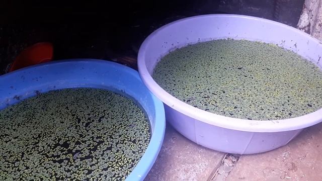 Everyday Update: Azolla and Duckweed смотреть онлайн