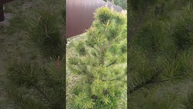 Сажаем сосны из леса. Главное правило при пересадке!