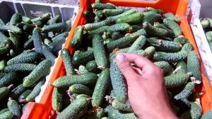 СУПЕР  способ выращивания огурцов в открытом грунте / Выращивание огурцов от рассады до сбора урожа