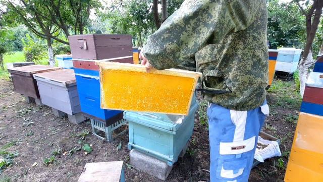 На пасеку за мёдом🐝 смотреть онлайн