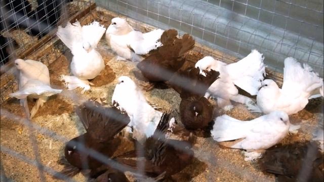 Фото голубей! Выставка, Воронеж 2017г. смотреть онлайн