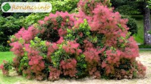 ? Кустарник скумпия – посадка и уход, растение скумпия кожевенная – выращивание в Подмосковье