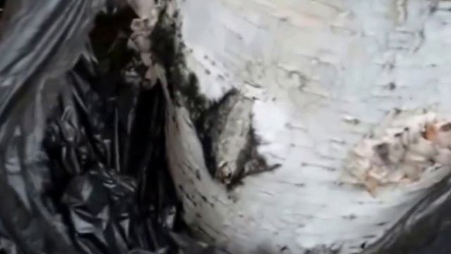 Посадка гриба вешенки в березовые пеньки на даче. смотреть онлайн