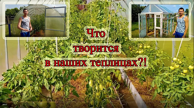 Обзор теплиц. Обустройство грядок в теплице из поликарбоната. Теплица из окон своими руками. смотреть онлайн