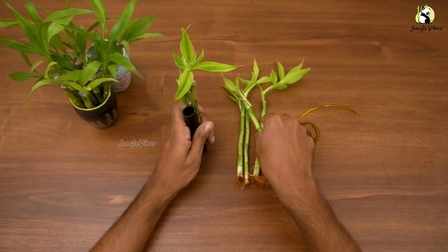 How to propagate Lucky bamboo faster | Grow & Decorate Lucky Bamboo | Dracaena Sanderiana смотреть онлайн