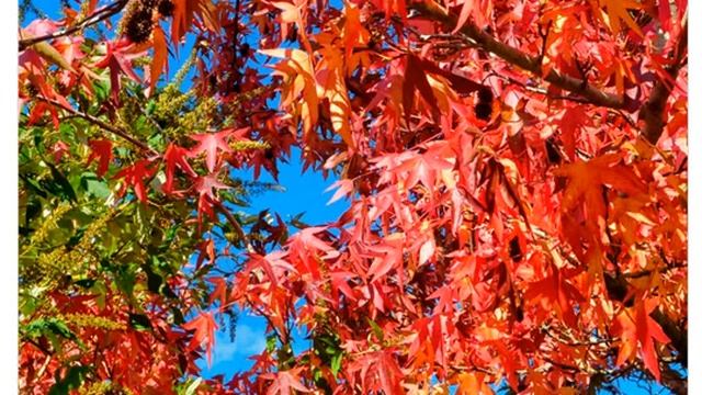 Ликвидамбар смолоносный (liquidambar styraciflua) смотреть онлайн