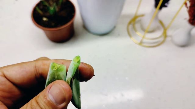 How to propagate succulent and how to change succulent pot смотреть онлайн