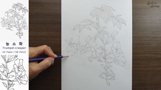 ?[무편집-전체영상] 능소화 스케치와 전사과정 | Trumpet creeper Drawing 94-3 смотреть онлайн